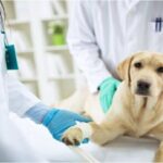 universidades de veterinaria en España