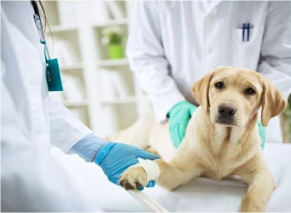 universidades de veterinaria en España